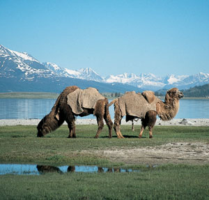 Mongolia